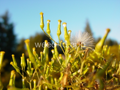 burnweed, Australian